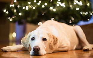 adult Labrador near green Christmas tree