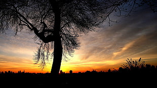 silhouette photo of tree, landscape, sunset