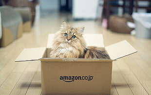 brown and black long-fur cat in Amazon.Co.Jp cardboard box