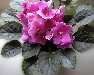 pink African Violet flower