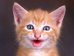 orange tabby kitten with open mouth HD wallpaper