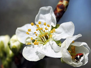 closeup photo of white 5-petaled flower in bloom HD wallpaper
