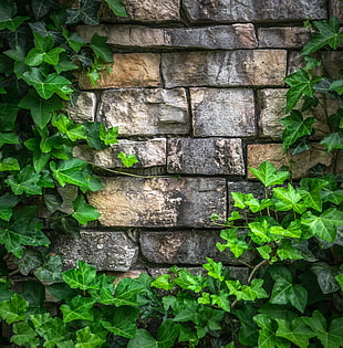 green plant on concrete wall