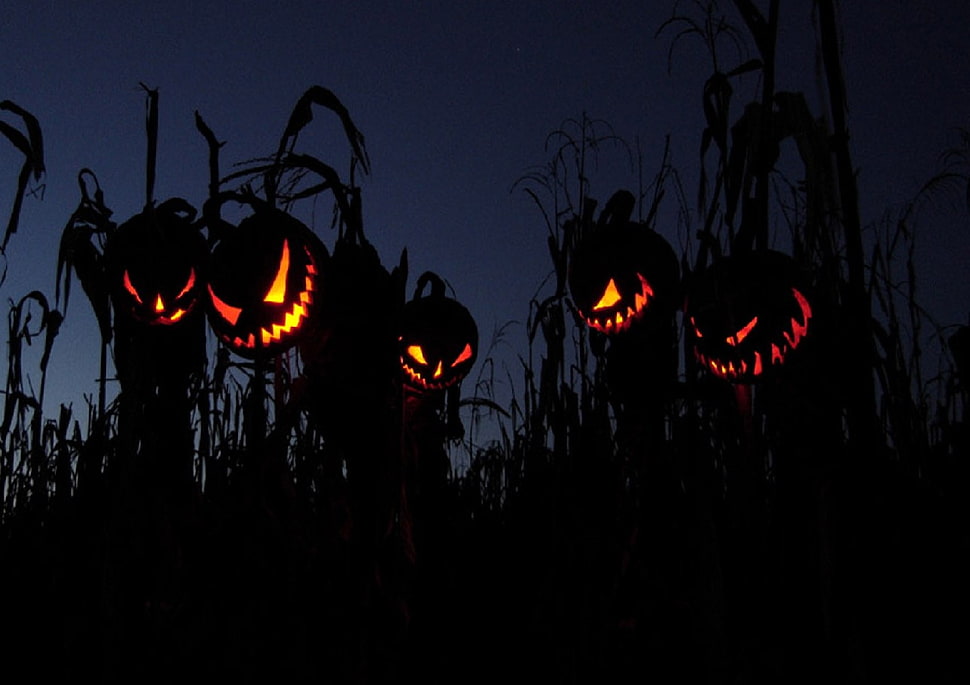 five jack o' lanterns during daytime HD wallpaper