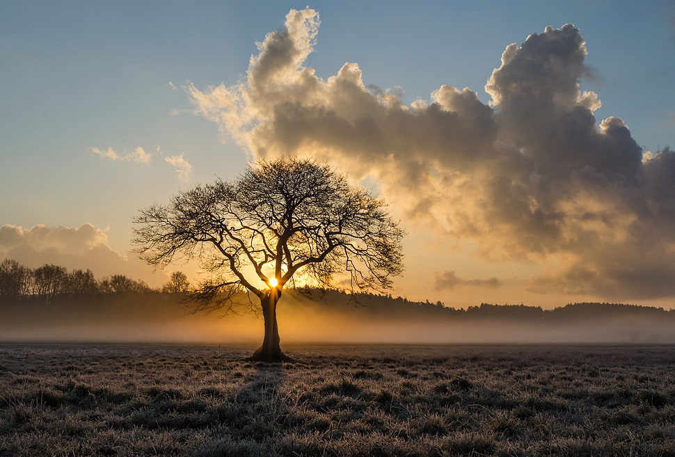 bare tree during orange sunset HD wallpaper