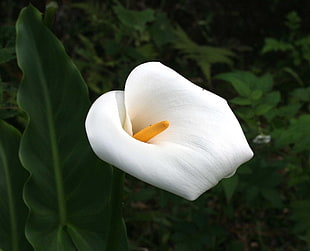 white lace leaf flower
