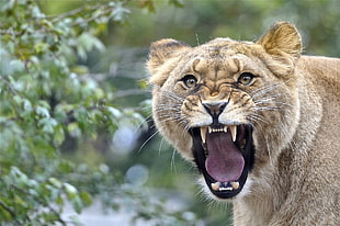 selective focus photography of lioness HD wallpaper