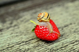 selective focus photography of beige snail on strawberry