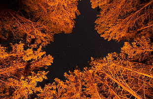 brown leafed trees, forest, stars, trees