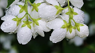 bokeh shot of white flowers with water droplets