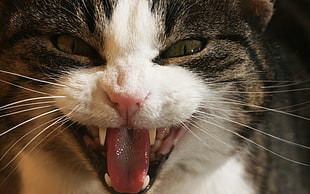 brown Tabby cat opening mouth