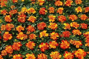 still life photo of yellow and orange flowers HD wallpaper