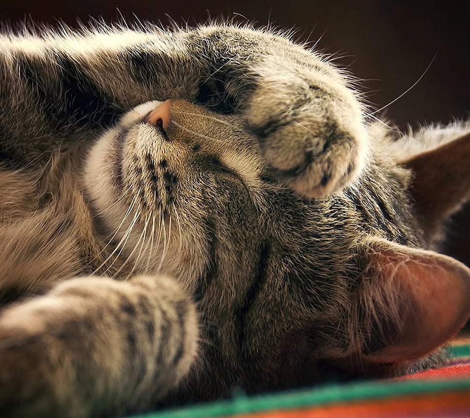 grey and white cat, animals, cat HD wallpaper