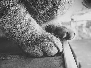 grayscale photography of pet paw