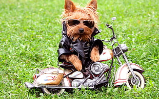 medium-coated brown dog in black leather jacket near a small cruiser motorcycle