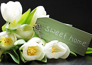green and whtie wooden Sweet Home signage HD wallpaper