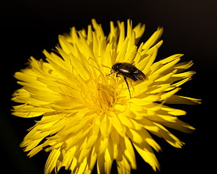 photography of bee on yellow flower