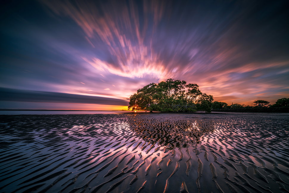 green tree surrounded with water HD wallpaper