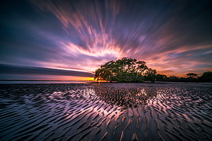green tree surrounded with water