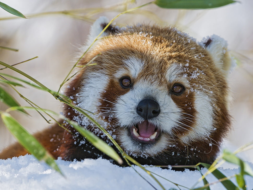 shallow focus photography of red panda during daytime HD wallpaper