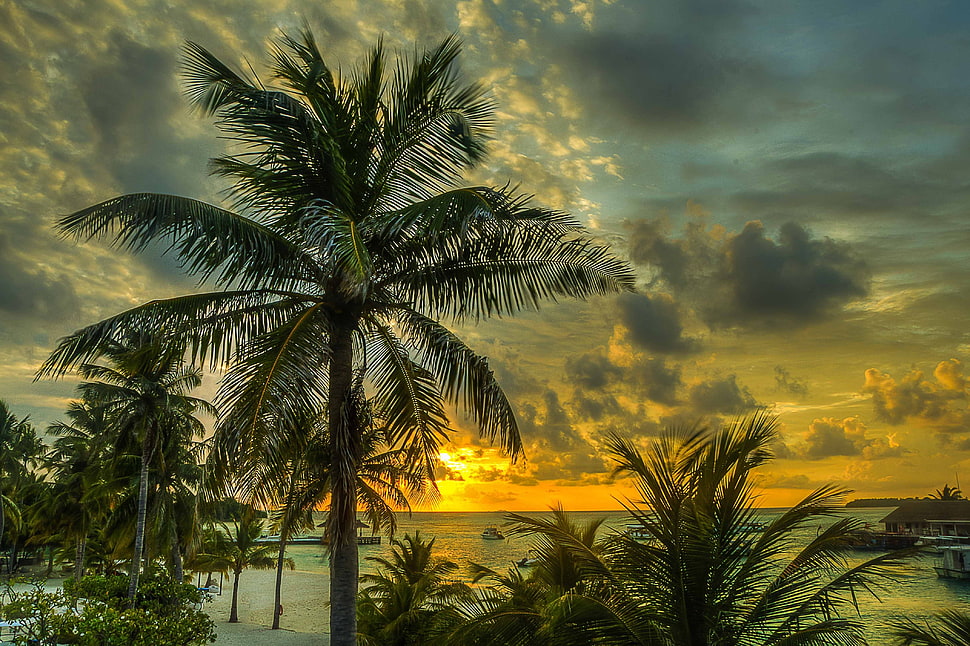 Coconut tree near ocean under sunset HD wallpaper