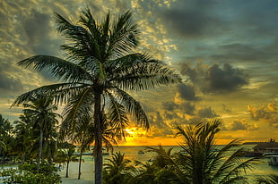 Coconut tree near ocean under sunset