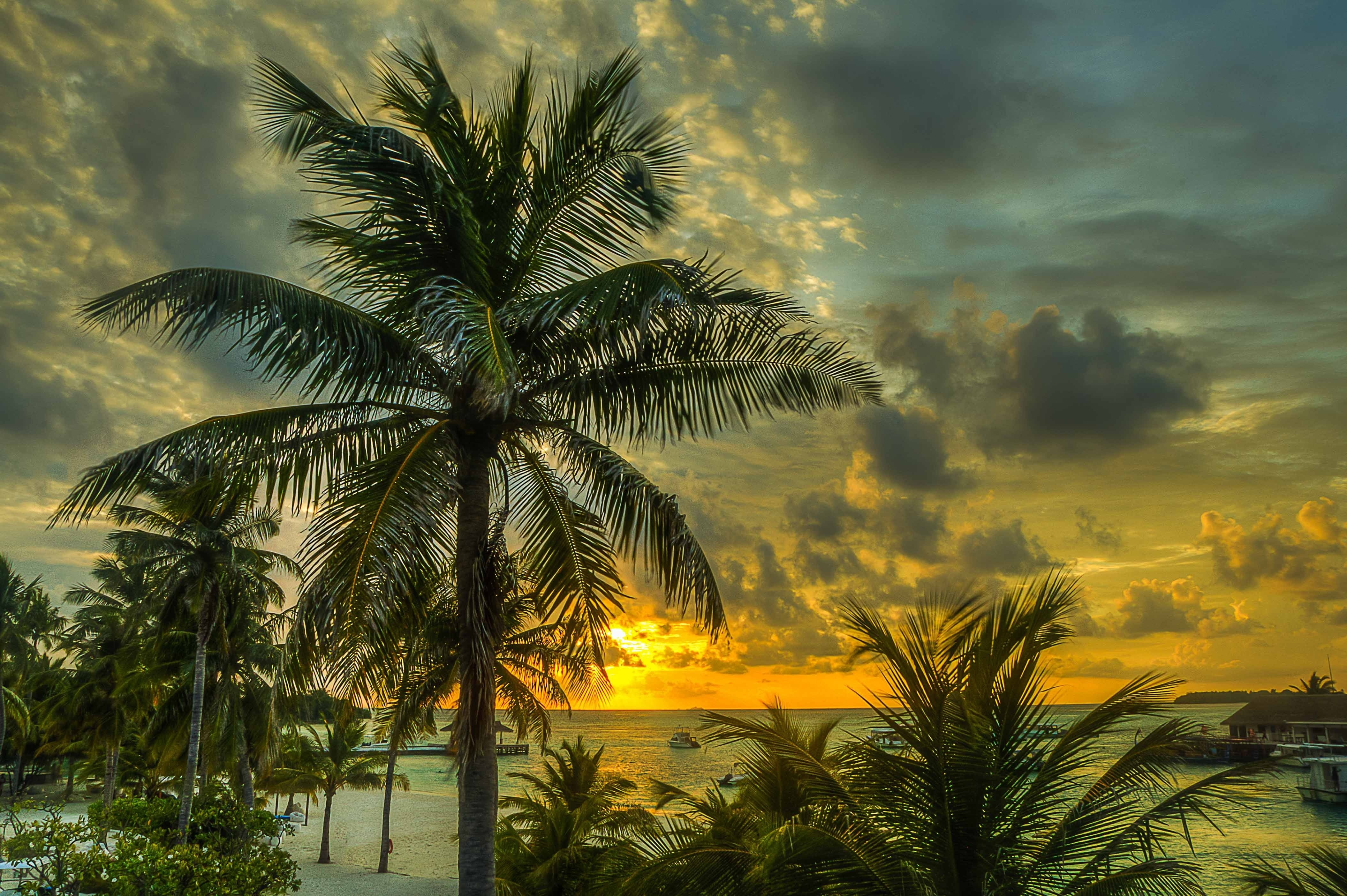 Coconut tree near ocean under sunset HD wallpaper | Wallpaper Flare