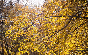yellow leaf tree during daytime HD wallpaper