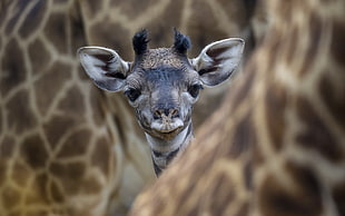 baby Giraffe photo