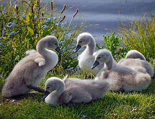 white ducklings near body of water
