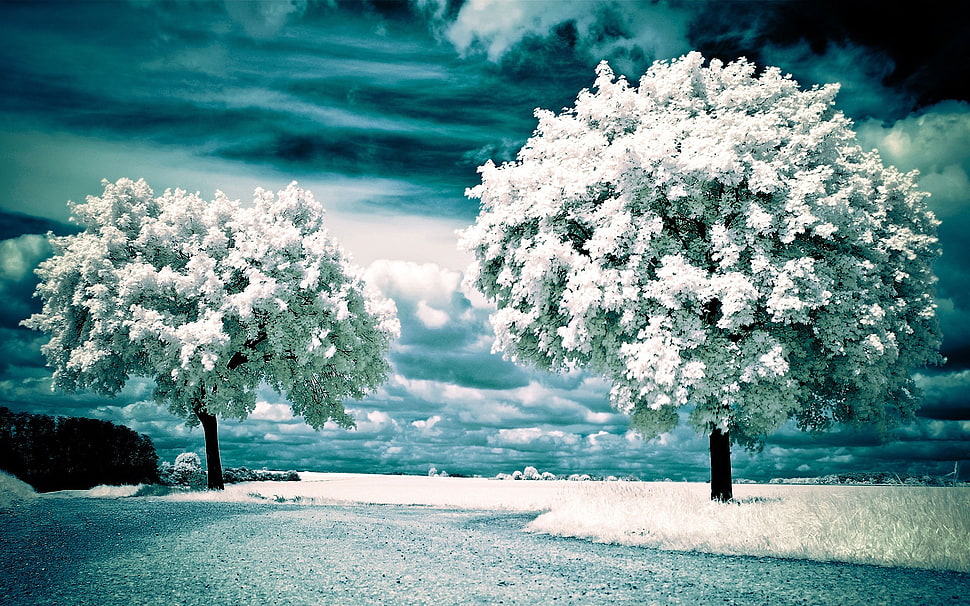 white tree leaves, nature, path, overcast HD wallpaper