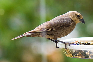 grey Bird, brown-headed cowbird