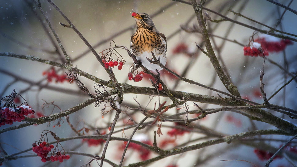 brown and white bird on tree branch HD wallpaper