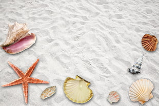 seven seashells and star fish on sand