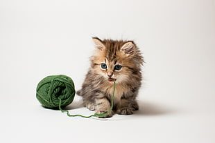 photo of green yarn beside brown and grey long-fur kitten