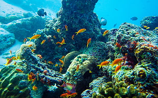 corals and school of fishes, sea, underwater, fish, nature HD wallpaper