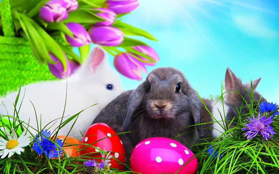 three rabbits HD wallpaper