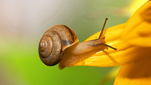closeup photo ofo ]brown snail on yellow petaled flower