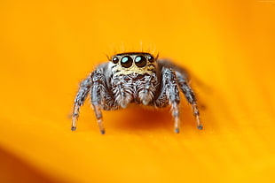 macro photography jumping spider HD wallpaper