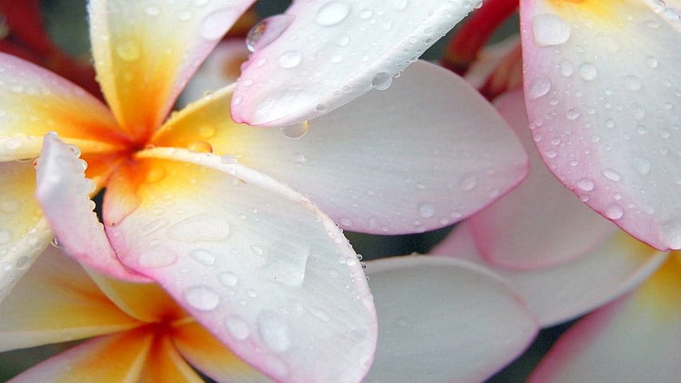 white-and-pink Plumeria flowers in bloom HD wallpaper