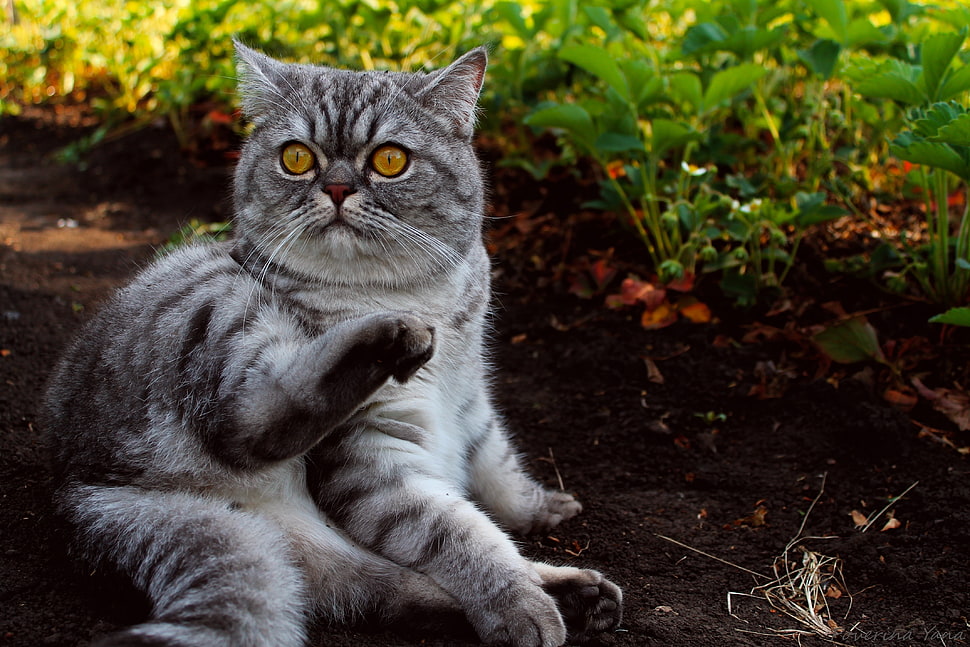 white and gray Maine Coon cat HD wallpaper