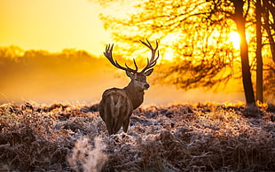 brown buck, nature, winter, animals, deer HD wallpaper