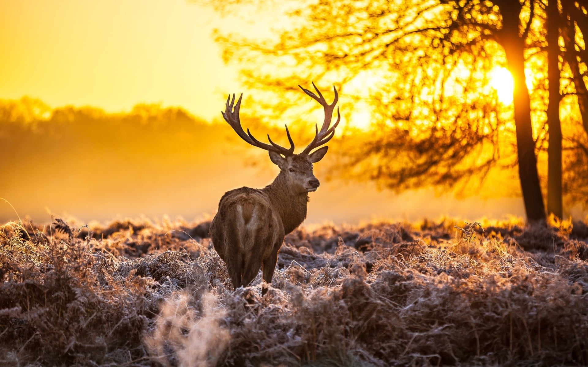 brown buck, nature, winter, animals, deer