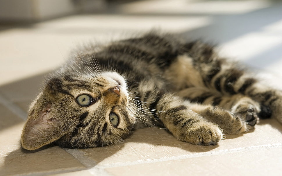 gray and black kitten HD wallpaper