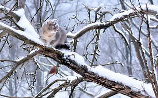gray fur cat on tree branch covered with snow
