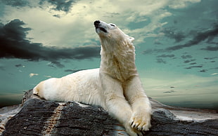 polar bear on black rock