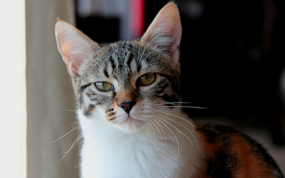 calico cat during daytime HD wallpaper