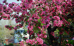pink cluster flowers closeup photography HD wallpaper