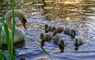 duck and ducklings at the body of water HD wallpaper