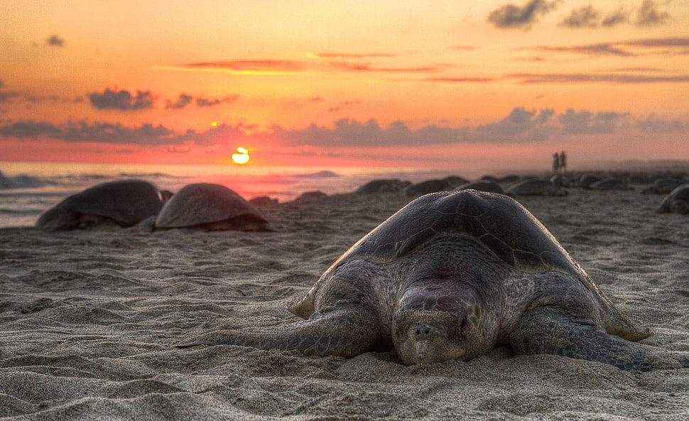 gray sea turtle on the sand HD wallpaper